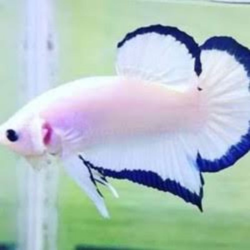 IKAN CUPANG BLUE RIM