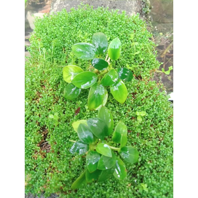 Anubias Petit Tanaman Aquascape