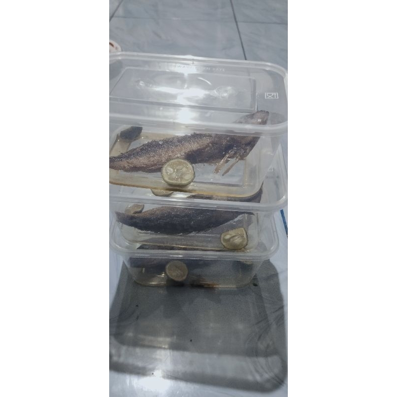 

ikan kannasa/bale rasa/ikan asin