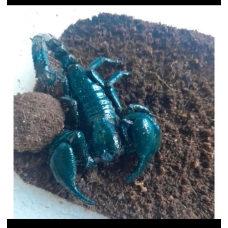 

display asian forest secorpion