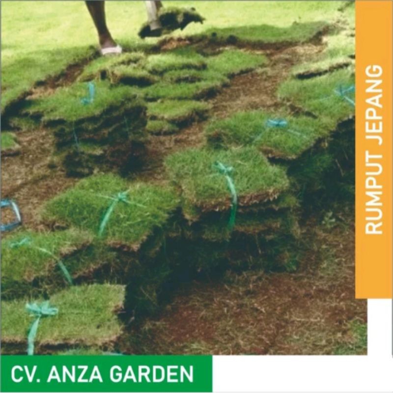 Rumput Jepang | Rumput Taman per meter minimal 100 meter