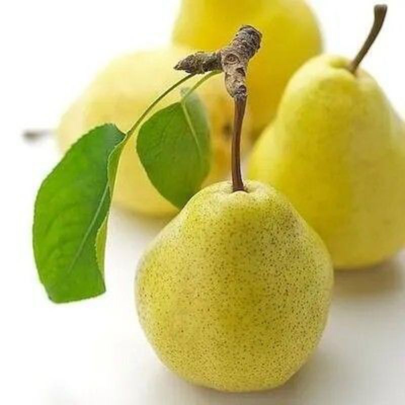 

bibit buah pir asia