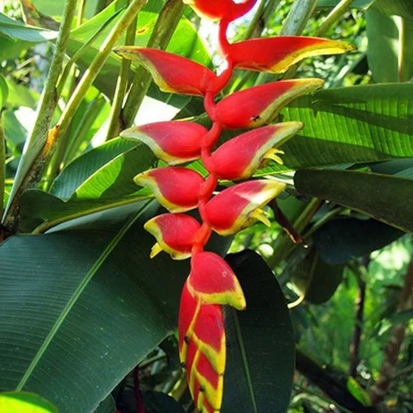 BIBIT POHON HIAS PISANG BALI MERAH KUNING / POHON PISANG-PISANGAN SUPER BERKUALITAS