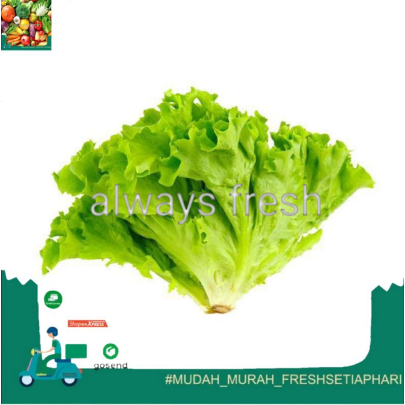 

selada keriting - always fresh palembang