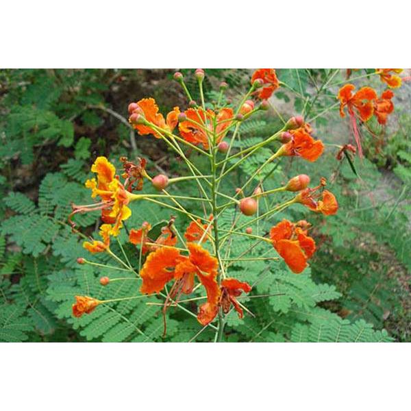 DAUN & BUNGA MERAK/ECOPRINT TEKNIK STEAM/BUNGA ECOPRINT/DAUN ECOPRINT/TANAMAN ECOPRINT/DAUN UNTUK EC