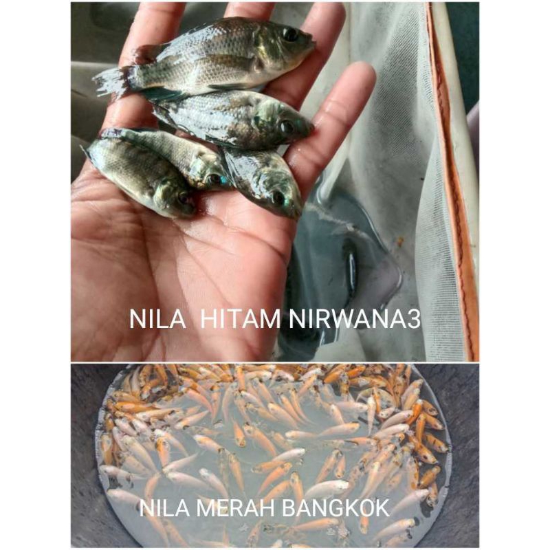 Benih  nila  merah  bangkok   dan  nila  hitam nirwana  3