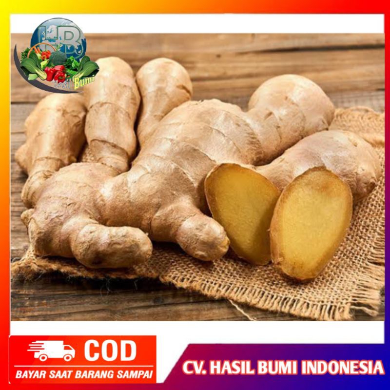 

Jahe putih segar 500gram jahai gajah fresh bersih