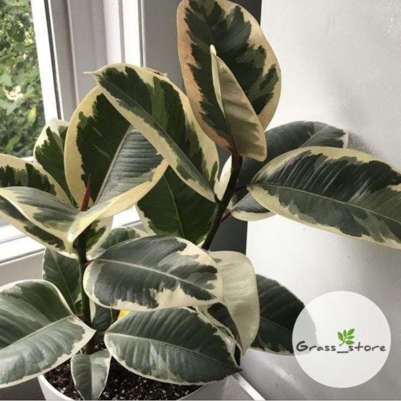 Tanaman Ficus karet kebo varigata Dan Merah