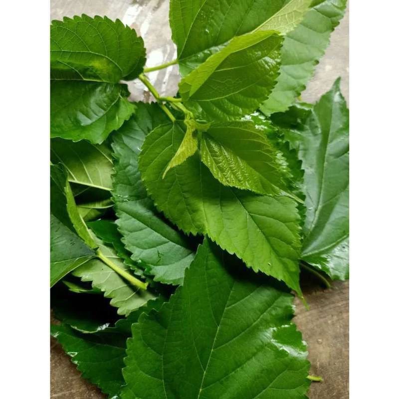 

50 lembar DAUN MURBEII SEGAR