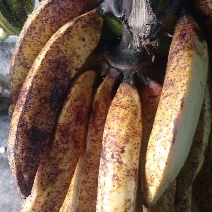 

Pisang tanduk / candi / selendang sisir junbo