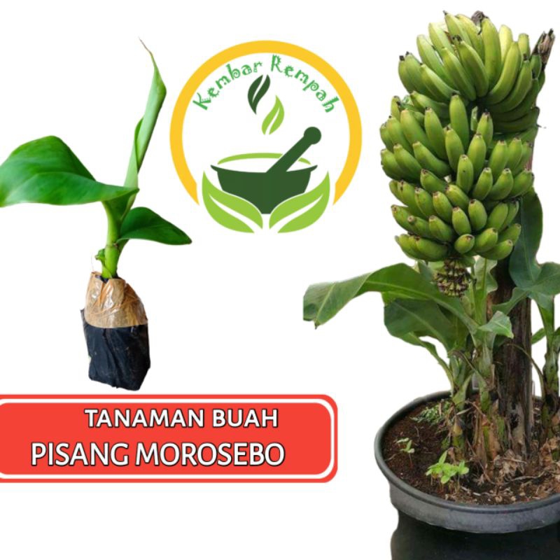 Bibit Pohon Pisang Morosebo