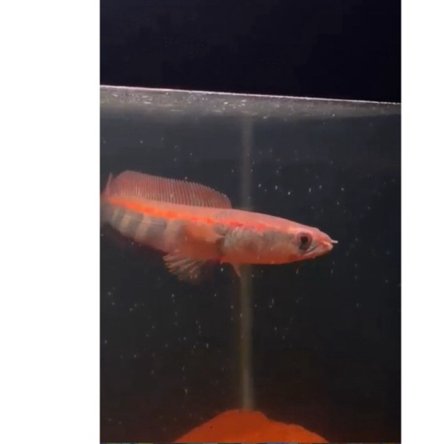 MARU RED BARITO/Barito Bar Blok