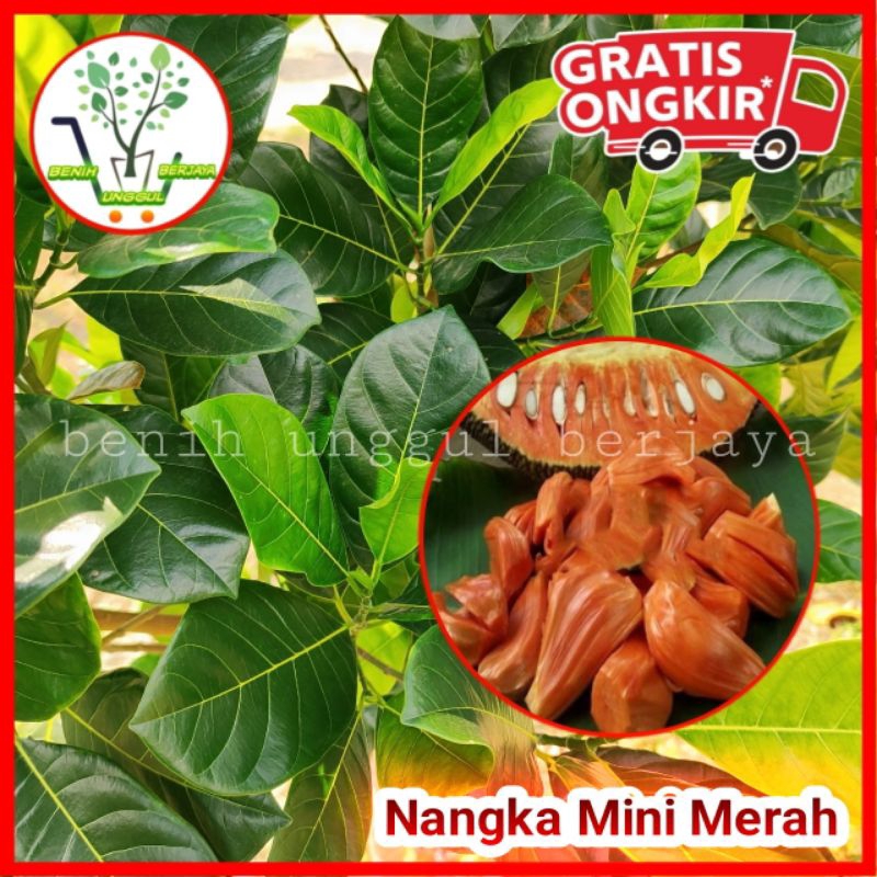 Bibit Nangka Mini Merah