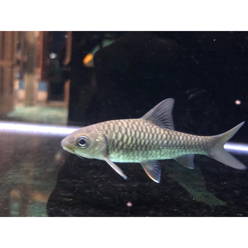 neo heter hybrid/chinese blue mahseer