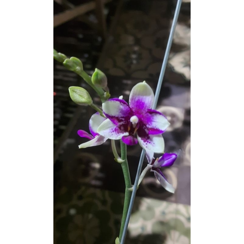 Angbul Koleksi Premium