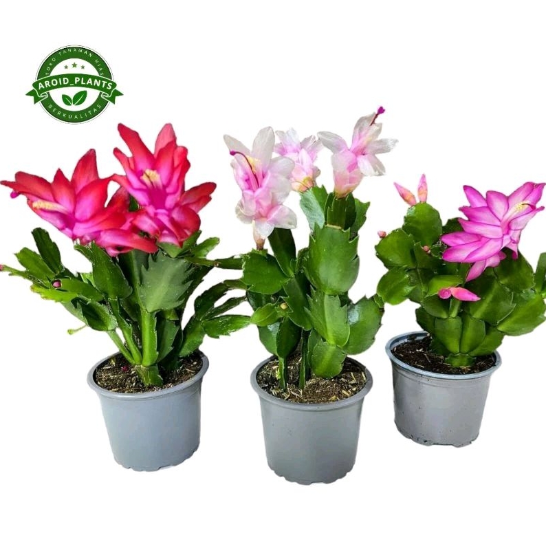 Paket Hemat 3 Jenis Tanaman Hias Wijaya Kusuma Kepiting - Pohon Bunga Wijaya Kepiting