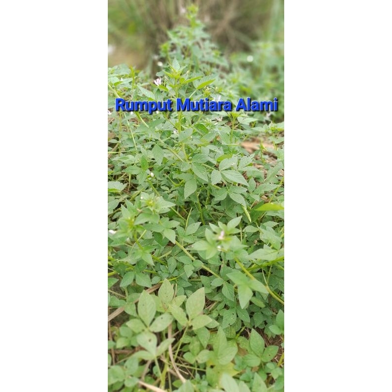 

Rumput Mutiara Alami | Medan | 100gr