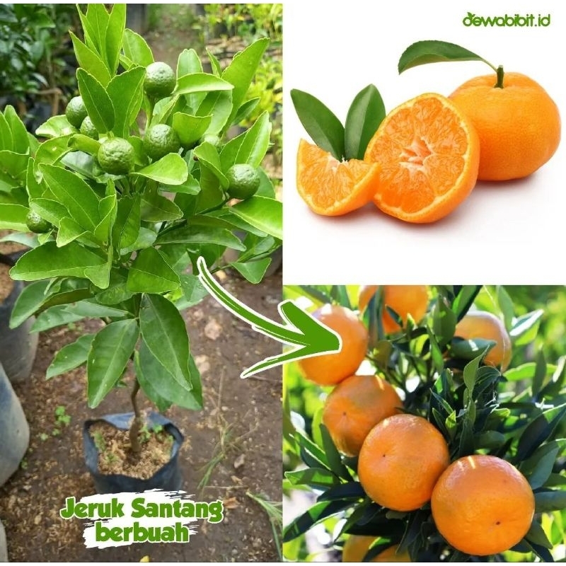 BIBIT JERUK SANTANG MADU SIAP BERBUAH