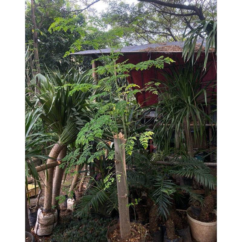 TANAMAN KELOR POHON KELOR DAUN KELOR