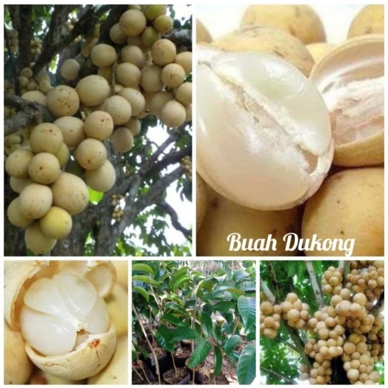 Bibit Duku Dukuh DUKONG NON BIJI ASLI Malaysia manis, super, okulasi, cepat berbuah