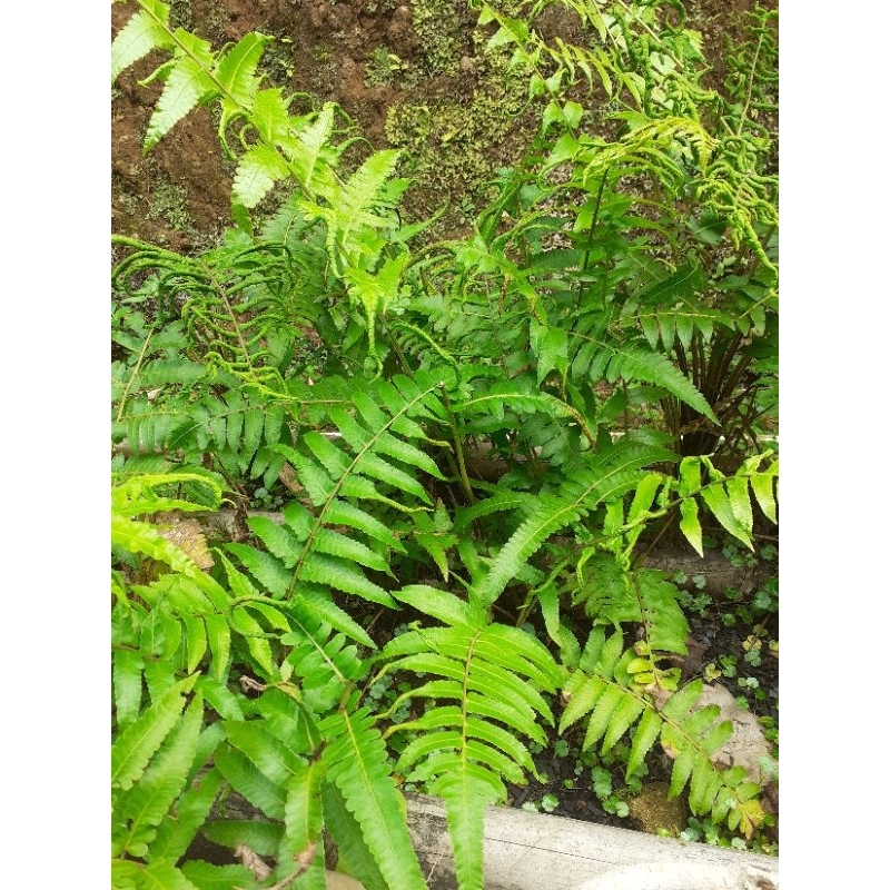 Bibit pakis sayur paket 5. / tanaman paku sayur