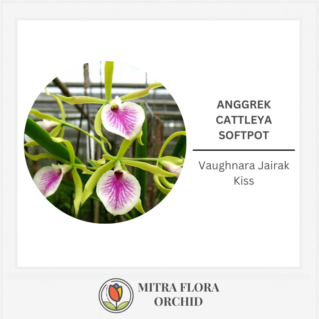 Anggrek Cattleya Vaughnara Jairak Kiss | Softpot