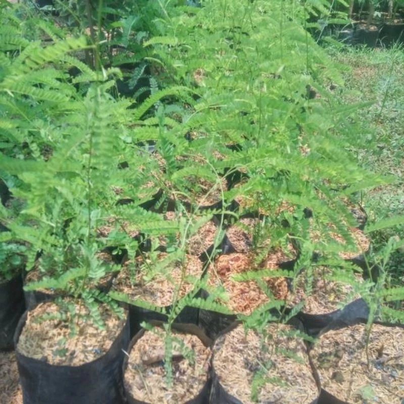 bibit tanaman saga/sogok tunteng PROMO 5 pcs gratis 1