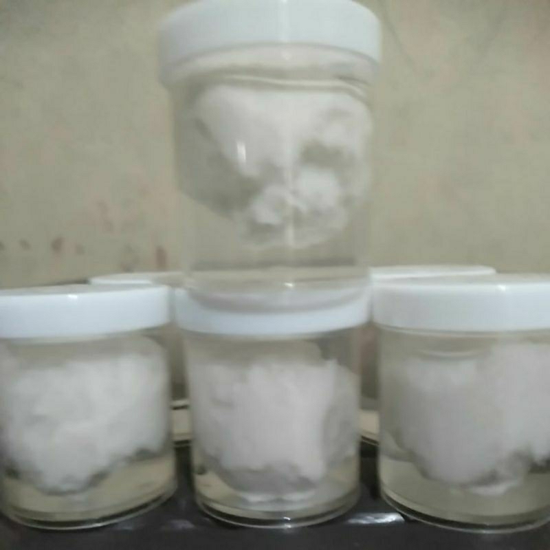 pulut burung liar