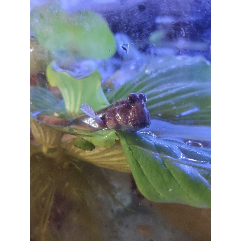 Mudskipper / Tembakul / Ikan Glodok / Mudskiper / Ikan blodok