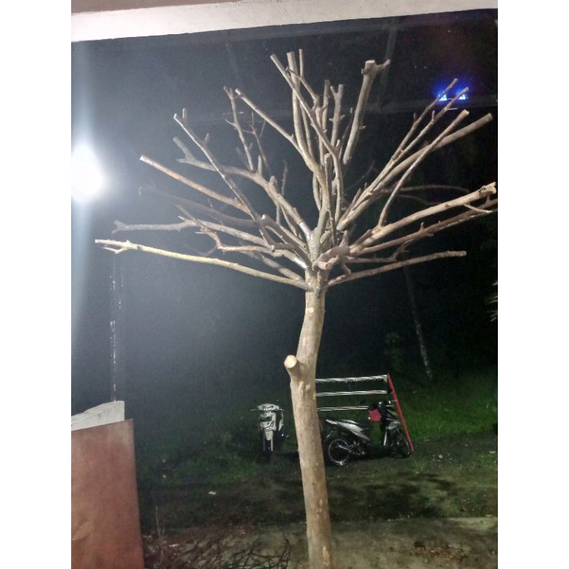 pohon ranting media pembuatan pohon artificial dekorasi