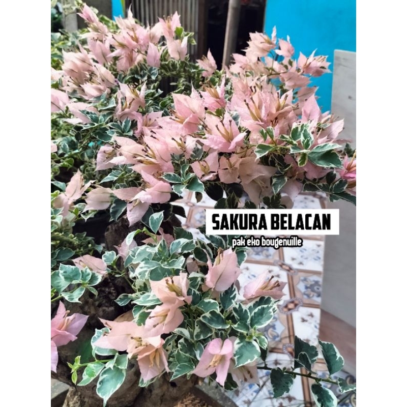 Bougenville sakura belacan