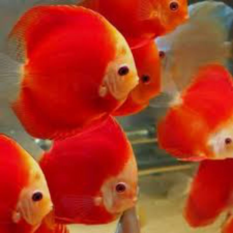 pembersih lantai discus super red melon golden 3cm 1pcs