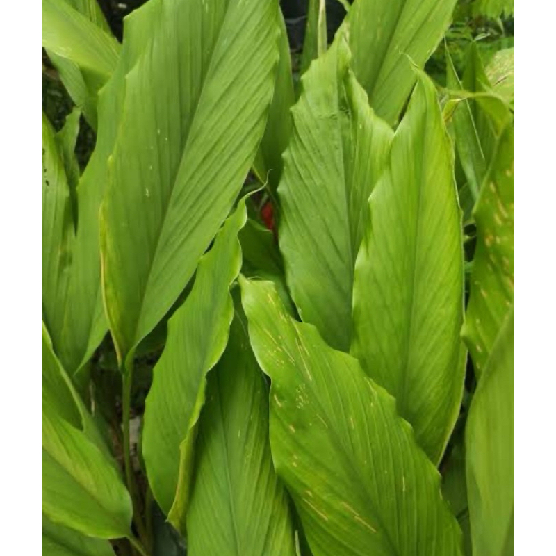 

Daun kunyit segar petik langsung 500 gram
