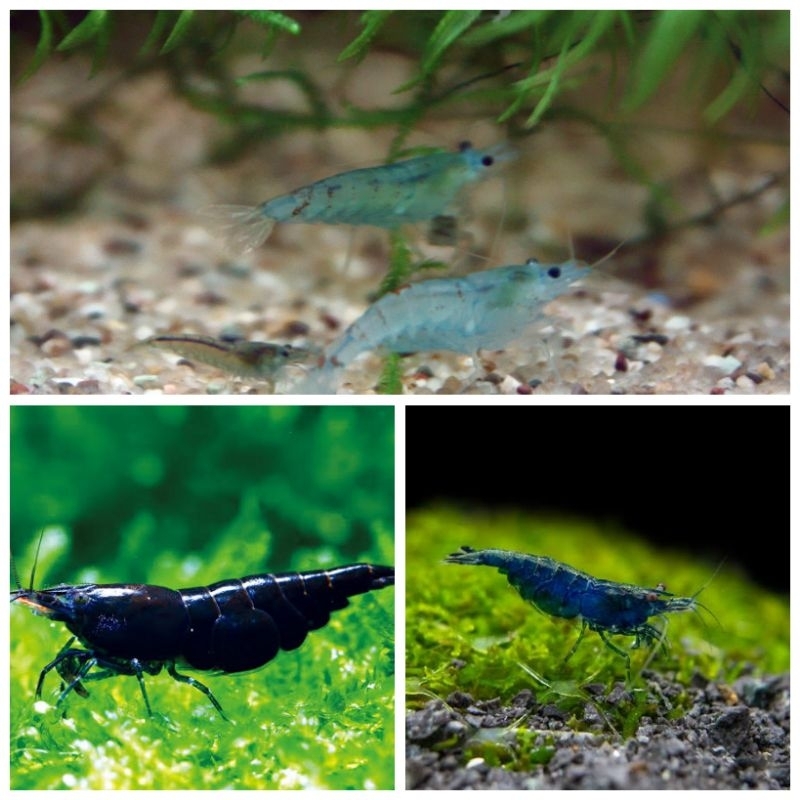 Paket Udang Hias Black Choco, Blue Diamond, Blue Velvet Isi 15 Ekor/Udang Hias Aquascape/Udang Has P