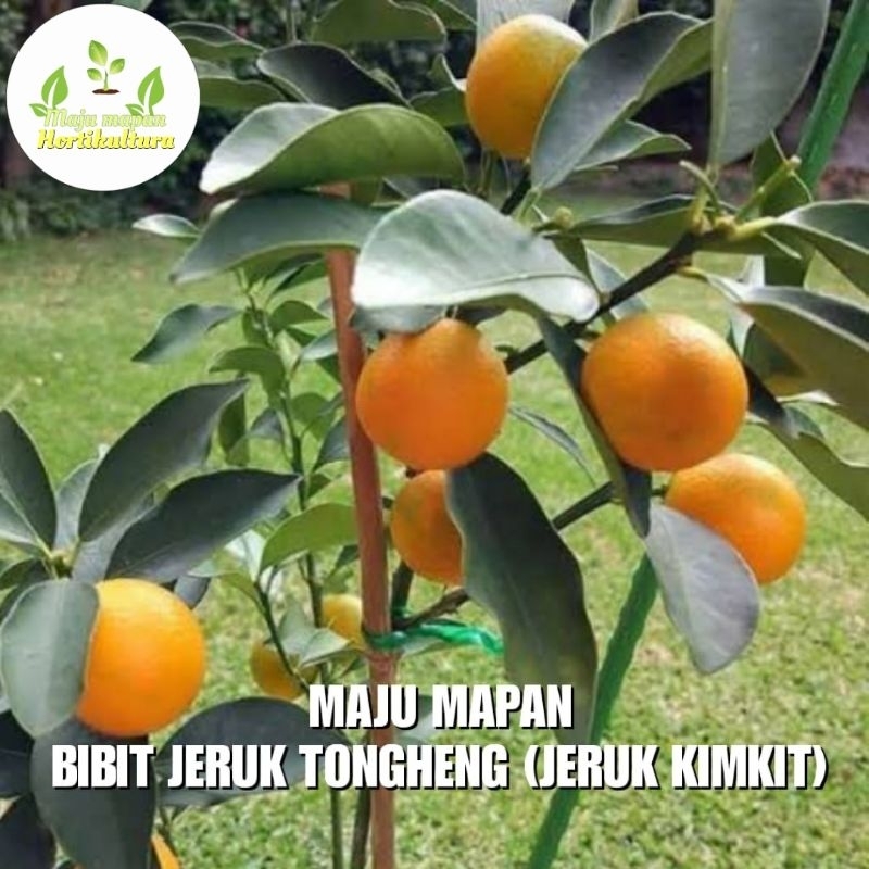 BIBIT JERUK TONGHENG (JERUK KIMKIT)