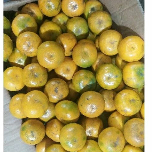 

Jeruk Medan 1kg