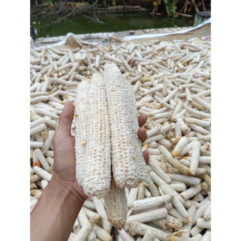 

bonggol jagung, jenggel jagung, tongkol jagung