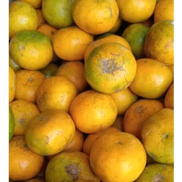 

Jeruk Medan Fresh