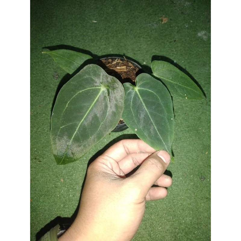 anthurium dark forgetii