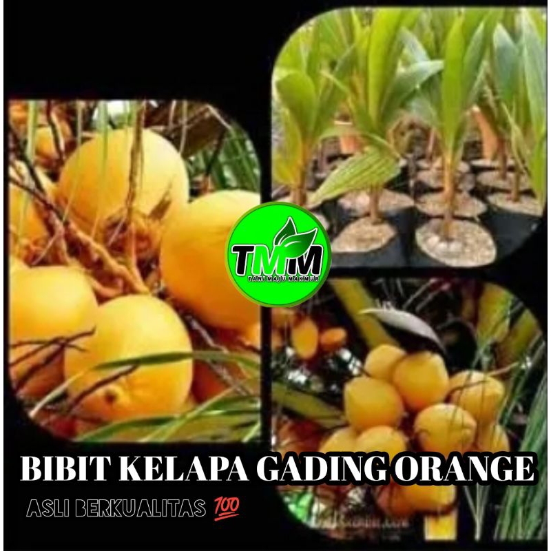 BIBIT KELAPA GADING ORANGE ASLI BERKUALITAS