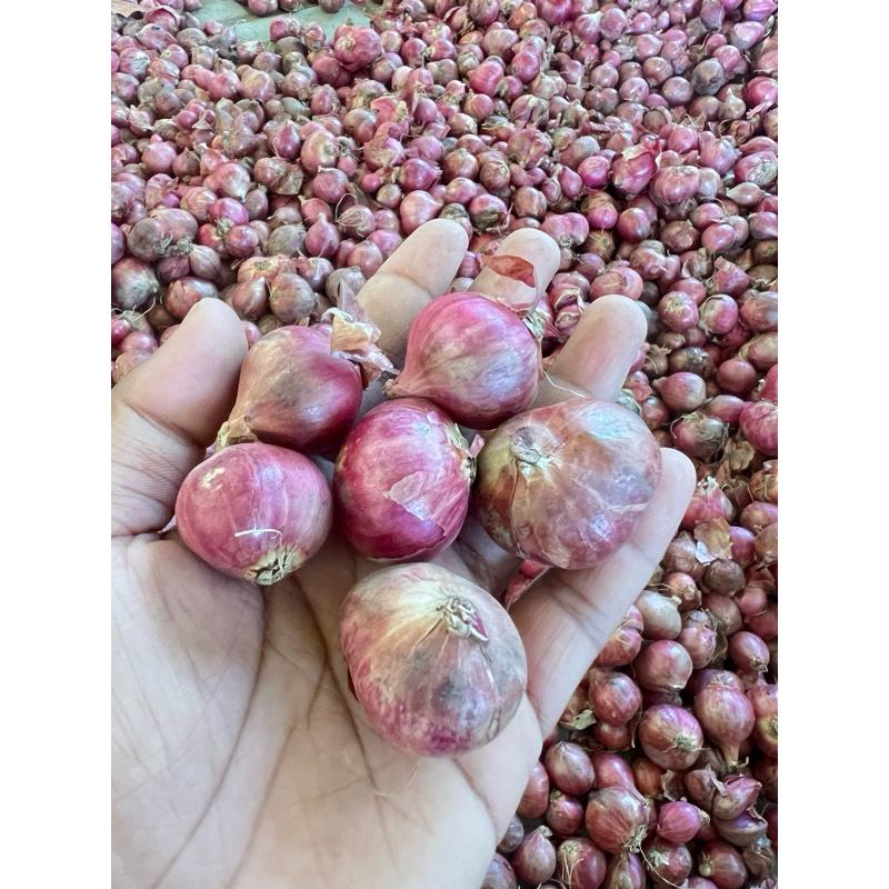 

BAWANG MERAH SUPER BIMA - 1 Kg