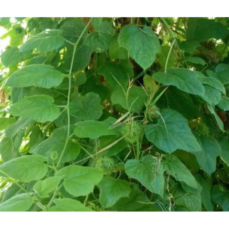

daun rambusa / daun seletup herbal 250gram
