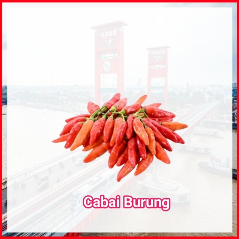 

Cabe Burung Merah Cabai Cabay - Sayur Ampera Palembang