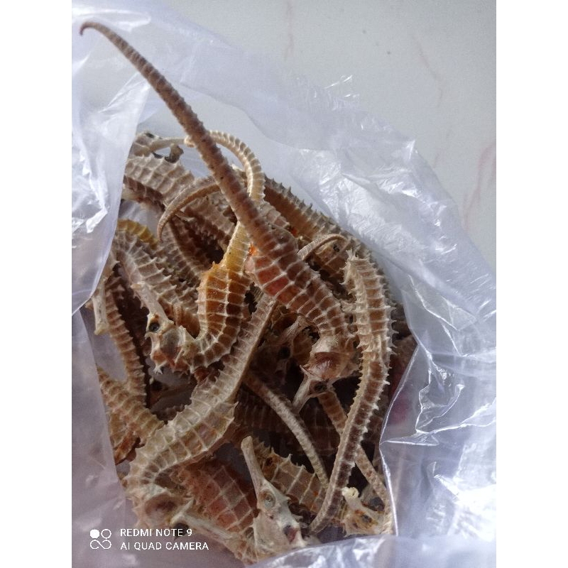 

kuda Laut Kering Asli dari Laut Jawa 100% Barang super JUMBO (1pcs)