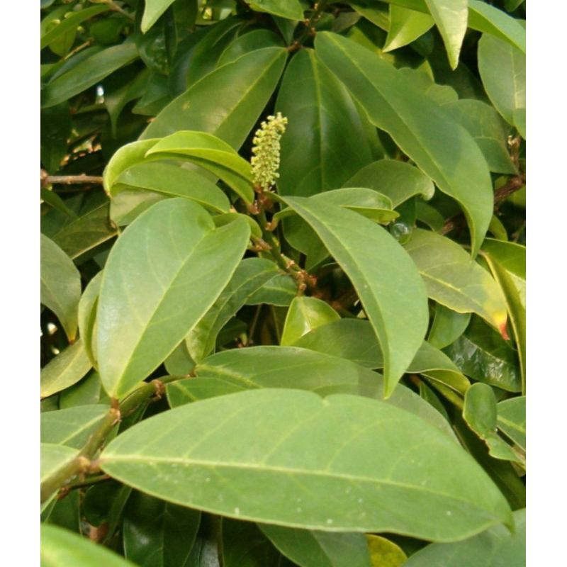 

Daun buni segar / daun huni segar petik langsung 500 gram-az