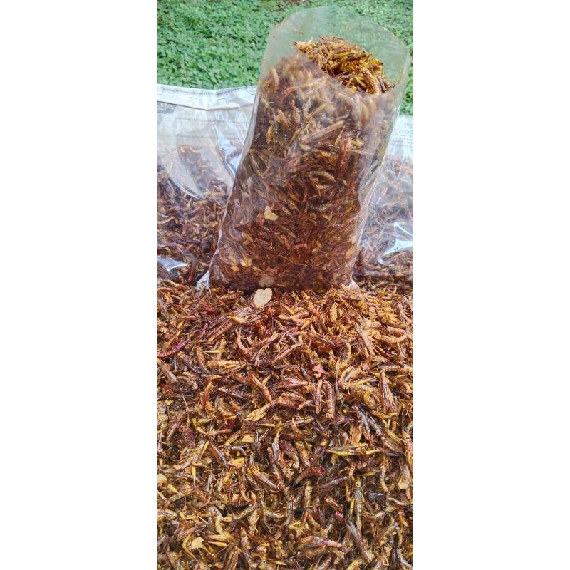 

Best Produk Belalang goreng kecil 1/4 kg Bisa COD