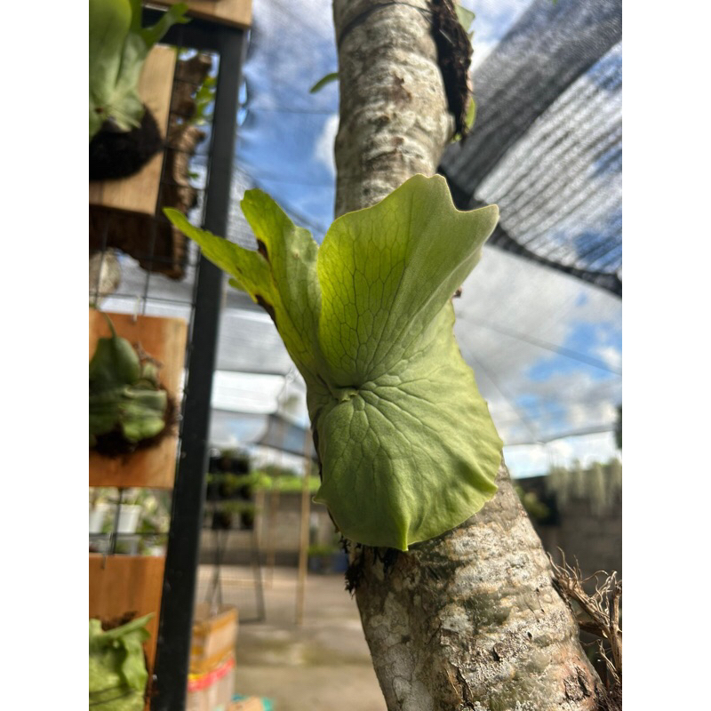 platycerium wandae cabutan