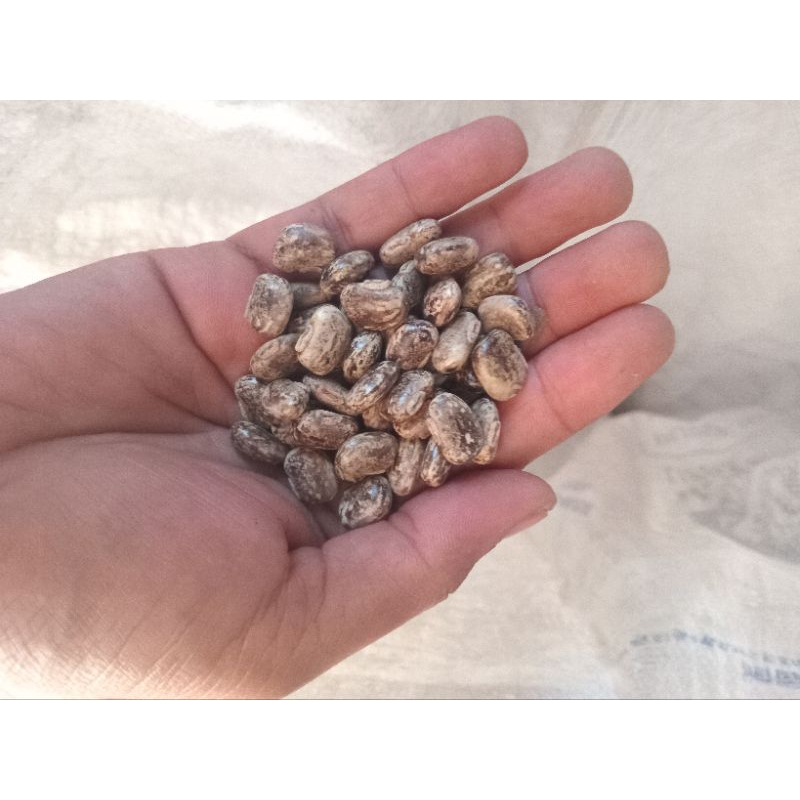 

Biji Benguk 1kg Sortir