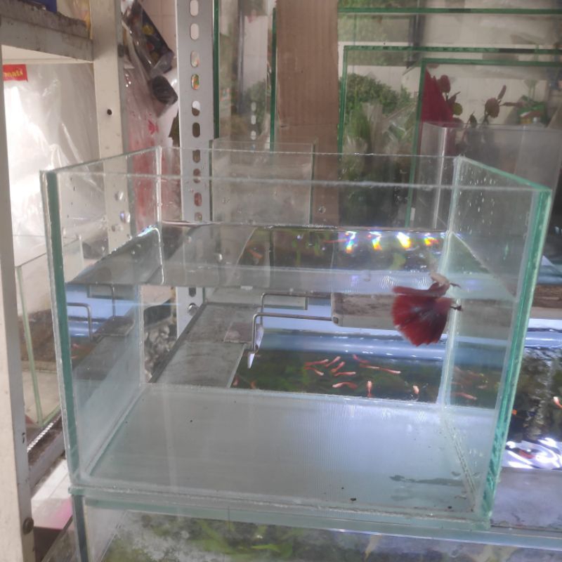 Aquarium Kaca 20 x 15 x 15 cm Tebal 5mm