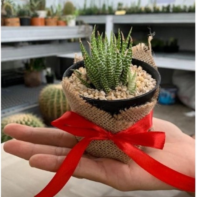 souvenir kaktus hidup cover goni